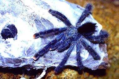 AVICULARIA METALLICA 11